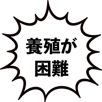 養殖が困難